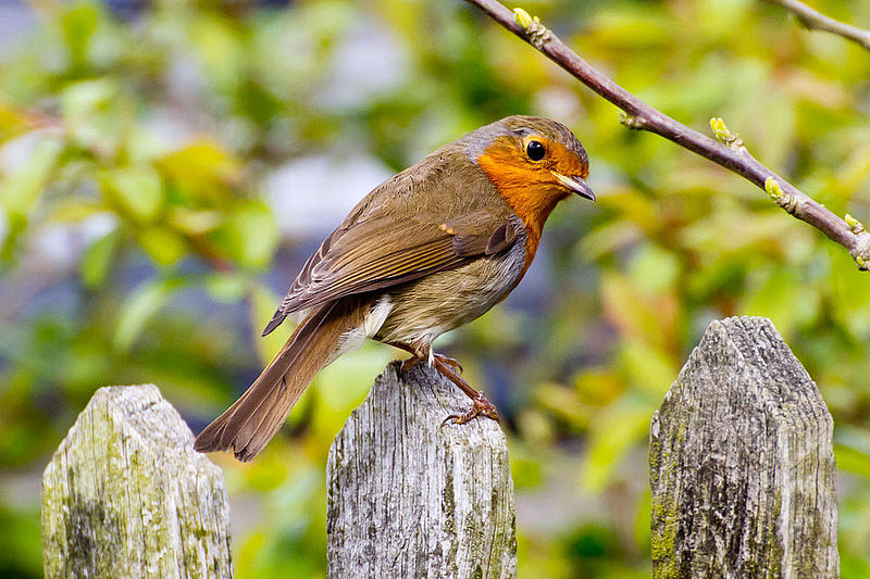 Birdsong Hits The UK Charts